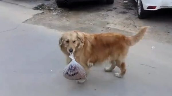 Video: Chú chó mang giúp chủ nhân 3 kg thịt về nhà