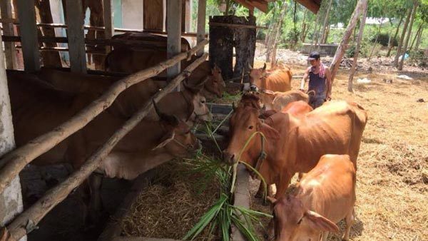 Những nông dân không cam chịu đói nghèo
