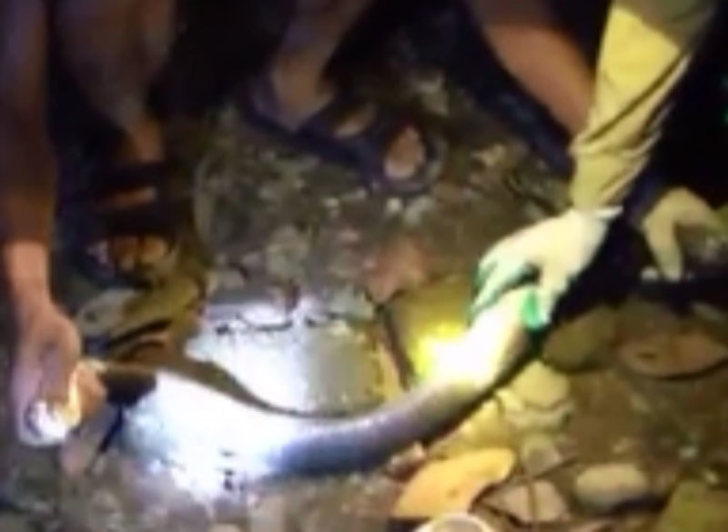 Dựng tóc gáy vây bắt rắn hổ mang dài 2 mét ở Lạng Sơn