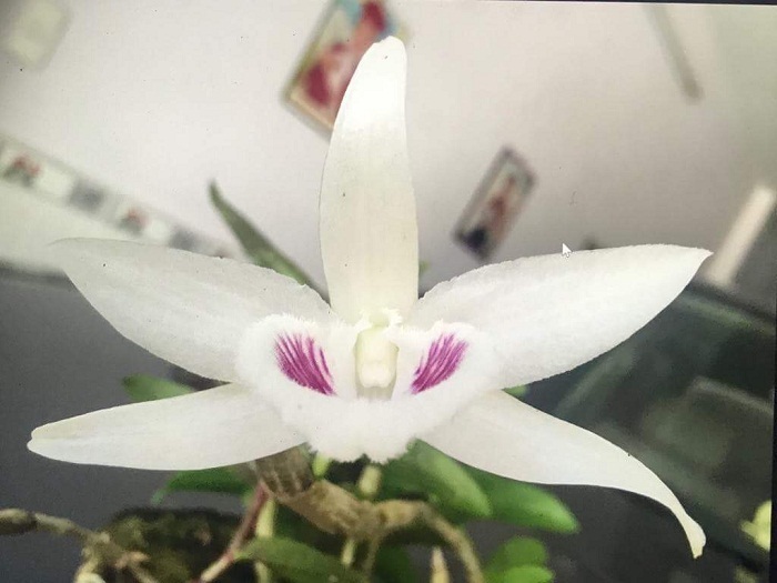 Đại gia bí ẩn Đà Thành, một cú xuống tay chấn động dân chơi
