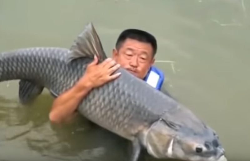 Câu được cá trắm đen khổng lồ, người đàn ông bị kéo xuống hồ