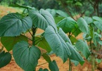 Năm loại rau dại độc lạ, là đặc sản Việt Nam được săn lùng
