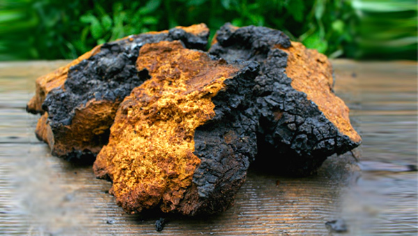 Loại nấm lạ, giống cục than cháy sém, nhưng lại là ‘thần dược’ chữa ung thư, ngừa lão hóa