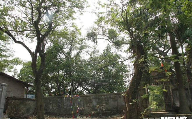 Một nhánh của cây sưa khổng lồ ở Hà Nội từng được bán đấu giá 31 tỷ đồng