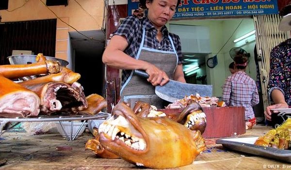 Báo Đức viết về 'văn hóa ăn thịt chó' ở Việt Nam