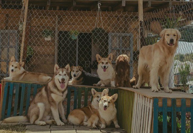 9X nuôi loài chó Tây to xác để khách chụp ảnh và thu trăm triệu/tháng