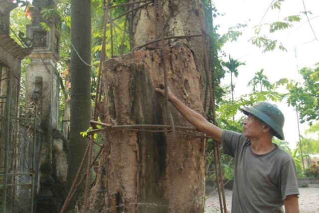 Lập tổ bảo vệ đặc biệt canh 'cụ' sưa 100 tỷ