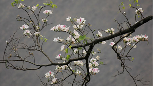 Phát động cuộc thi ảnh 'Vẻ đẹp Điện Biên'