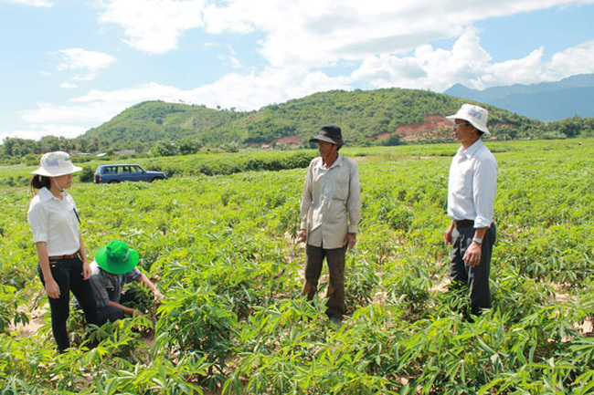 Mặc cảm cây sắn