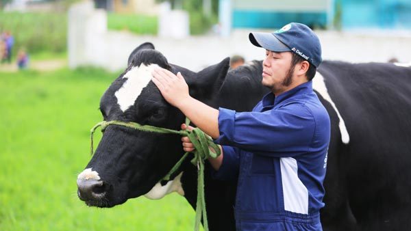 Rộn ràng chờ Hội thi Hoa hậu bò sữa lần thứ 15