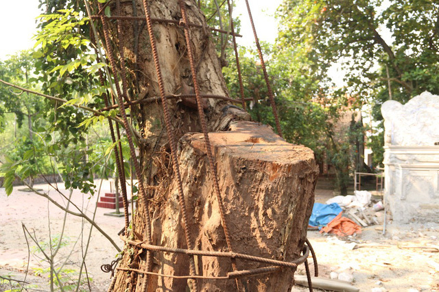 Chi hơn 20 tỷ mua gỗ sưa đỏ, đại gia Bắc Ninh “còng lưng” trả nợ ...