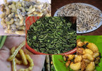 Sởn da gà 5 đặc sản từ sâu nhung nhúc, béo núc kinh dị ở Việt Nam
