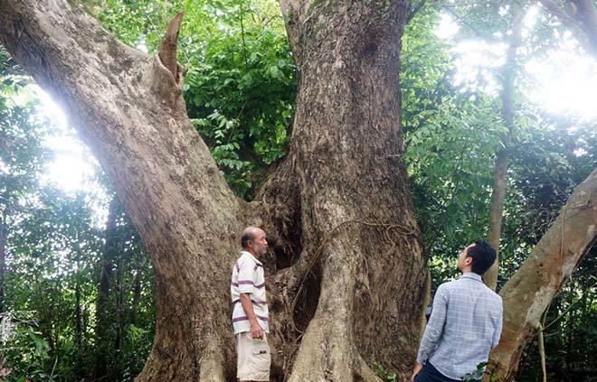 Chuyện ít biết về 'cụ sưa 7 đời' khủng nhất Việt Nam