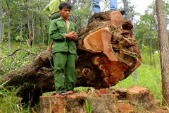 Cưa gỗ quý vườn quốc gia, 15 thanh niên bị truy tố