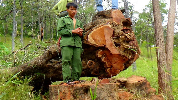 Cưa gỗ quý vườn quốc gia, 15 thanh niên bị truy tố