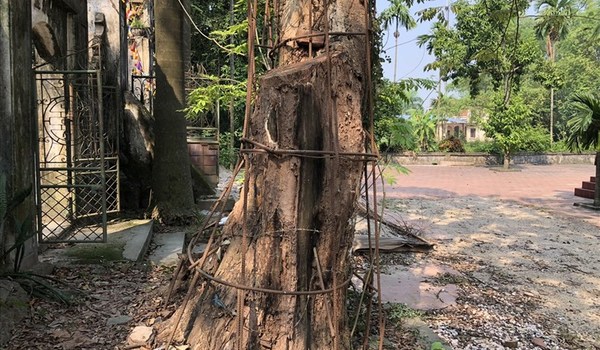 Tiết lộ 2 phương án xử lý số tiền 'khủng' từ đấu giá gỗ sưa trăm tỷ