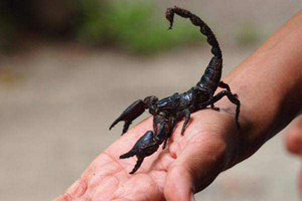 Nọc bò cạp lại có giá 'trên trời', lên tới 230 tỷ đồng/lít?