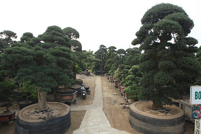 Vườn tùng la hán Nhật nghìn tỷ ở Hà Nội: Mỗi cây giá cả tỷ đồng