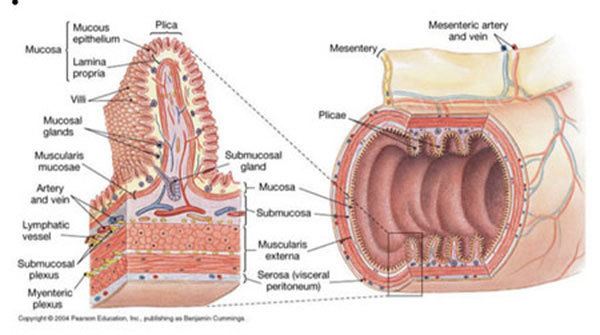4 nguyên tắc giúp đẩy lùi viêm đại tràng