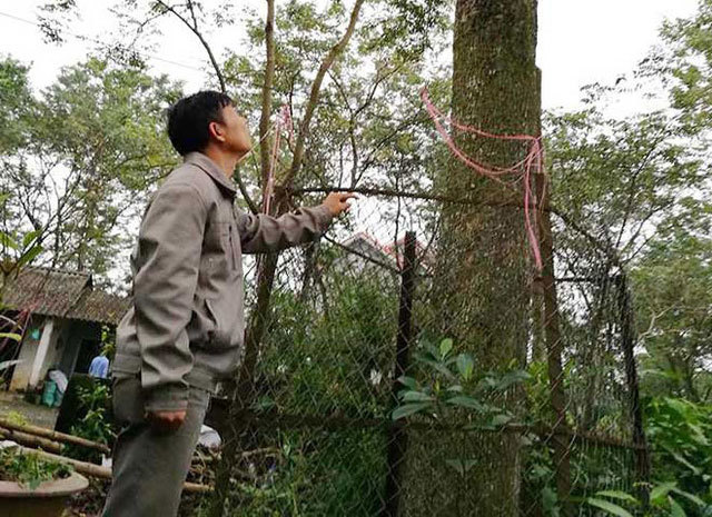 Người giữ cây sưa tổ giá bạc tỷ ở 'thủ phủ' sưa đỏ miền Bắc