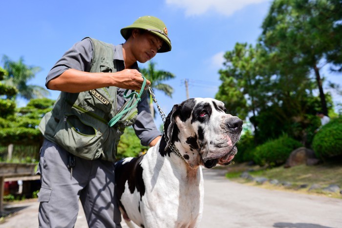 Loài chó hung dữ nặng hơn 100 kg xuất hiện ở Việt Nam giá gần 500 triệu