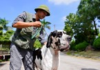 Loài chó hung dữ nặng hơn 100 kg xuất hiện ở Việt Nam giá gần 500 triệu