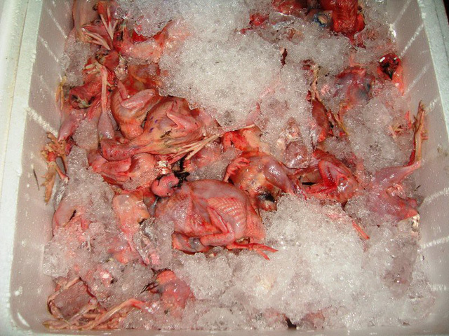 Hàng tấn thịt chim cút 'bẩn' và gà chết tím tái bị 'chặn đứng' ở Sài Gòn
