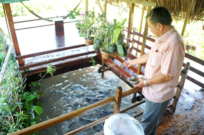 'Tay chơi' U70 An Giang chi tiền dụ đàn cá tra quý hiếm về để ngắm