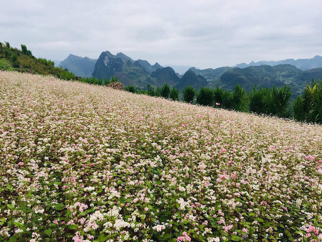 Điểm ngắm hoa tam giác mạch ở Hà Giang nhất định phải khám phá tháng 10 này