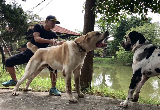 Thú chơi 'siêu khuyển' khổng lồ của người Hà Nội