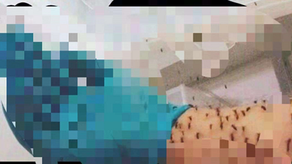 Giảm cân bằng cách cho hàng trăm con muỗi đốt, cô gái khóc thét sau vài giây