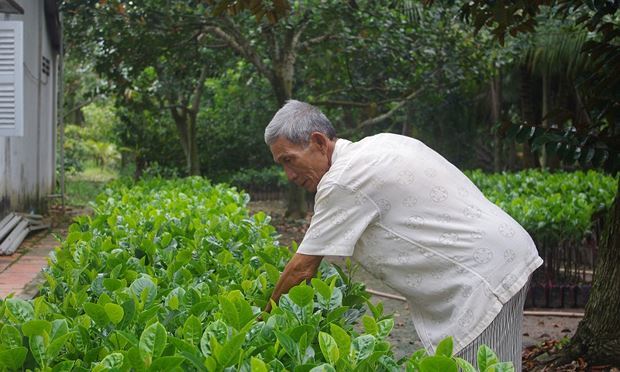 Bất ngờ được cây mít lạ: Không hạt, không nhựa dính tay