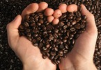 Giá cà phê hôm nay 29/10: Giá cà phê Robusta giảm