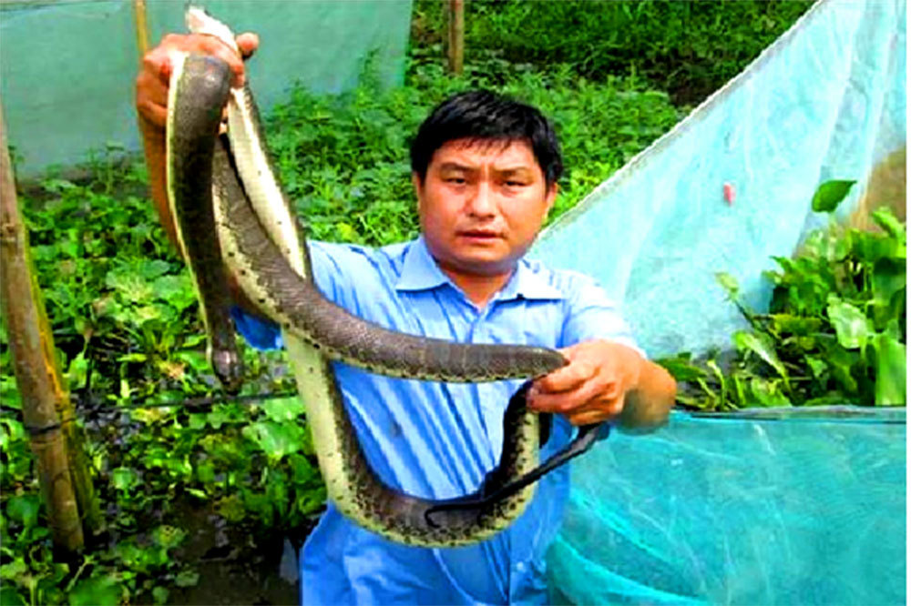 Chết khiếp: Khoanh lưới gần 2.000 con rắn loang lổ ở Hậu Giang
