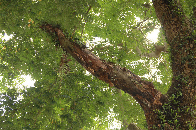 Công an xã lập chốt bảo vệ 3 cây sưa trăm tuổi ở Hà Nội