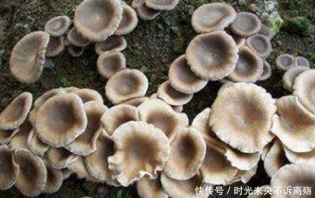 'Thần dược' Nấm Sữa Hổ mọc hoang ở các vùng quê giá gần 7 triệu/kg