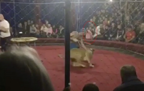 Sư tử xé toạc hàng rào sân khấu, lao ra vồ bé 4 tuổi