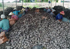 Trung Quốc ngừng mua, khoai lang thê thảm: Dân khóc trên đồng, tỉnh cầu cứu bộ