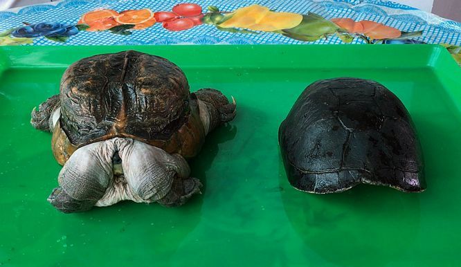Xuất hiện 'quái vật' rùa siêu dị ở Tiền Giang, dân ầm ầm tới xem