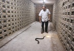 Đàn rắn độc 30.000 con: Kinh hãi người đàn ông 'chơi' với hổ mang mỗi ngày