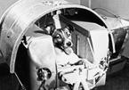 Ngày này năm xưa: Câu chuyện về chú chó bay vào vũ trụ