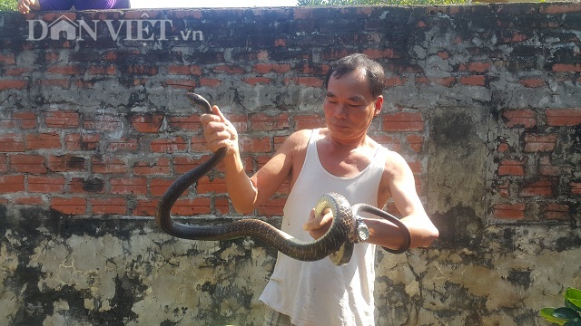 Chết khiếp đàn rắn đen trũi, dài ngoằng chạy khắp vườn ở Ninh Bình