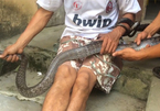 Tuyên Quang: Bắt con rắn hổ mang dài 2 mét, lái buôn chốt ngay tiền triệu