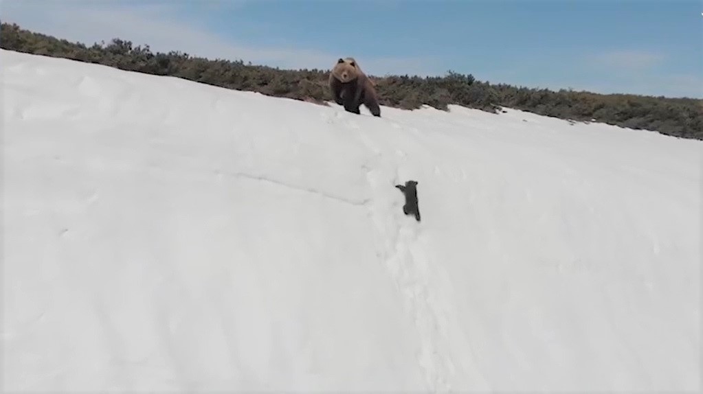 Hành trình leo núi tuyết đáng thán phục của gấu con