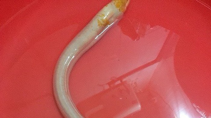 Hà Tĩnh: Người dân bắt được lươn 'bạch tạng' hiếm gặp