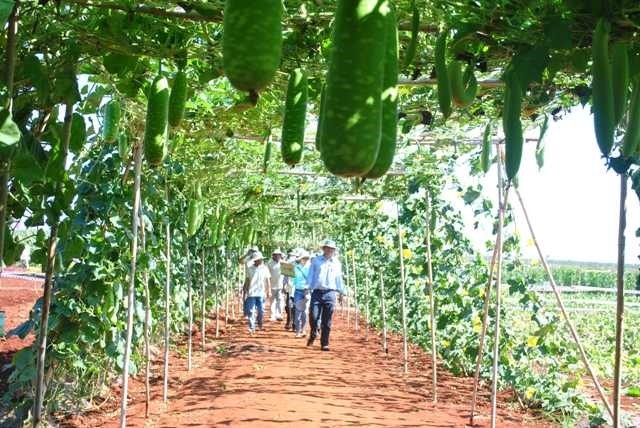 Nhà khoa học mà thua… nông dân chăn bò