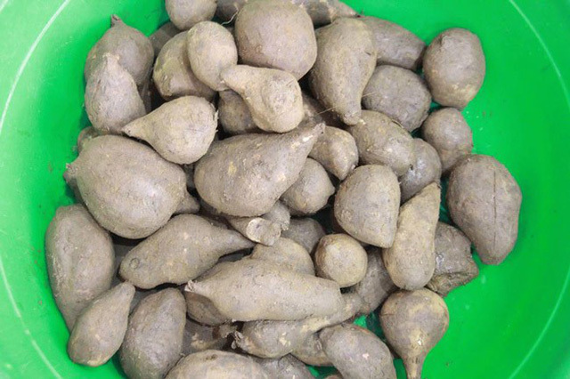 Loại 'sâm' rẻ như khoai lang từ miền núi phía Bắc đang gây sốt Hà Nội