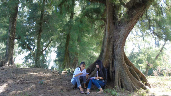 Bí ẩn rừng phi lao trăm tuổi cổ quái nơi làng biển xứ Nghệ