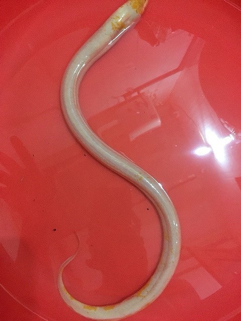 Con lươn lạ trắng toát toàn thân: Xôn xao mỗi lần xuất hiện Luon-bach-tang
