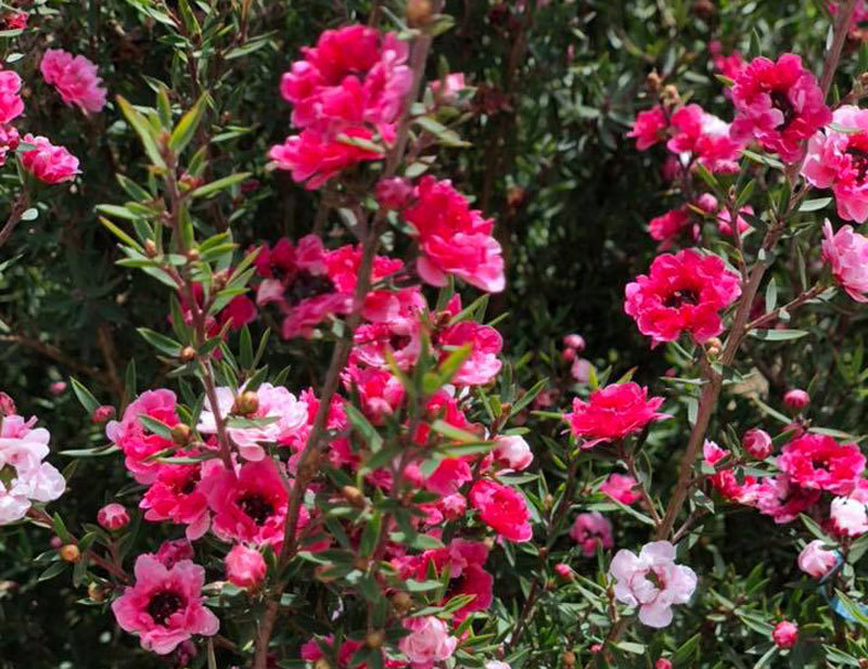 Bỏ 500 triệu mua trăm bụi cây dại, hoa nhỏ li ti trồng khắp vườn nhà